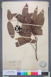 Specimen thumbnail
